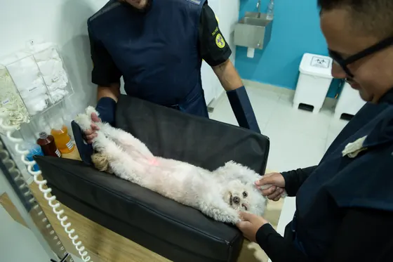 Atendimento a um cão na clínica-escola veterinária